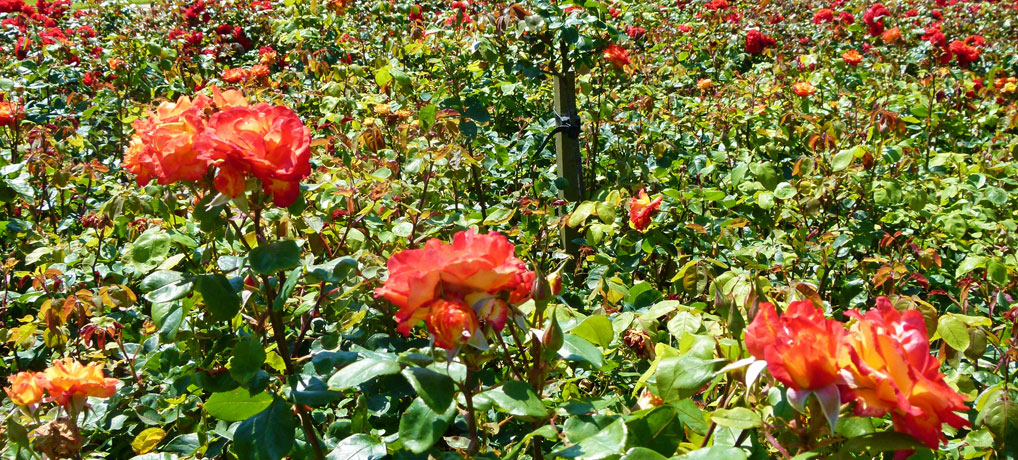 Rose Garden, Southsea, Portsmouth
