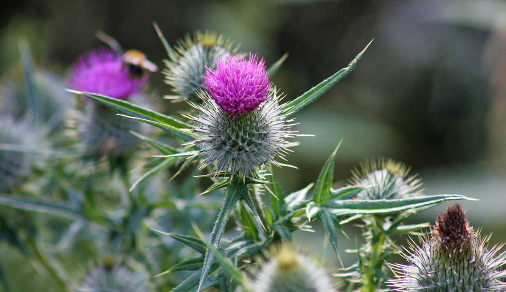 The thistle - Scotland's national flower