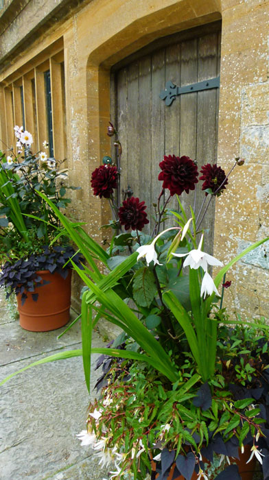 I can't spell dahlia. Tintinhull Garden, Somerset