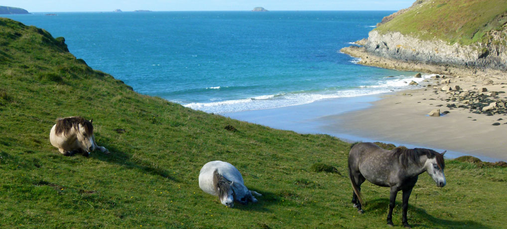 St David's Head, wild ponies, Pembrokeshire