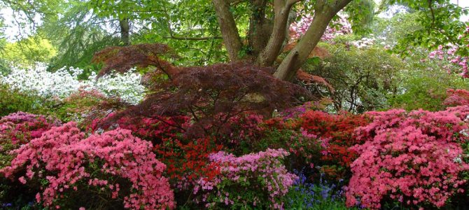 Blooms and a mystery at Exbury Gardens