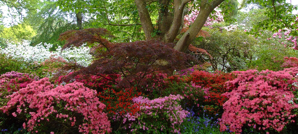 Rhododendrons, azaleas, south-east, England, Gardens