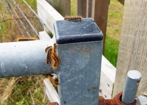 Brown-tail moth caterpillars on Spurn Head