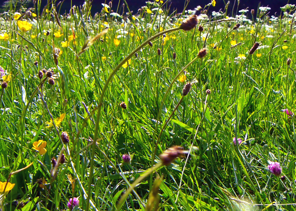 Swaledale meadows