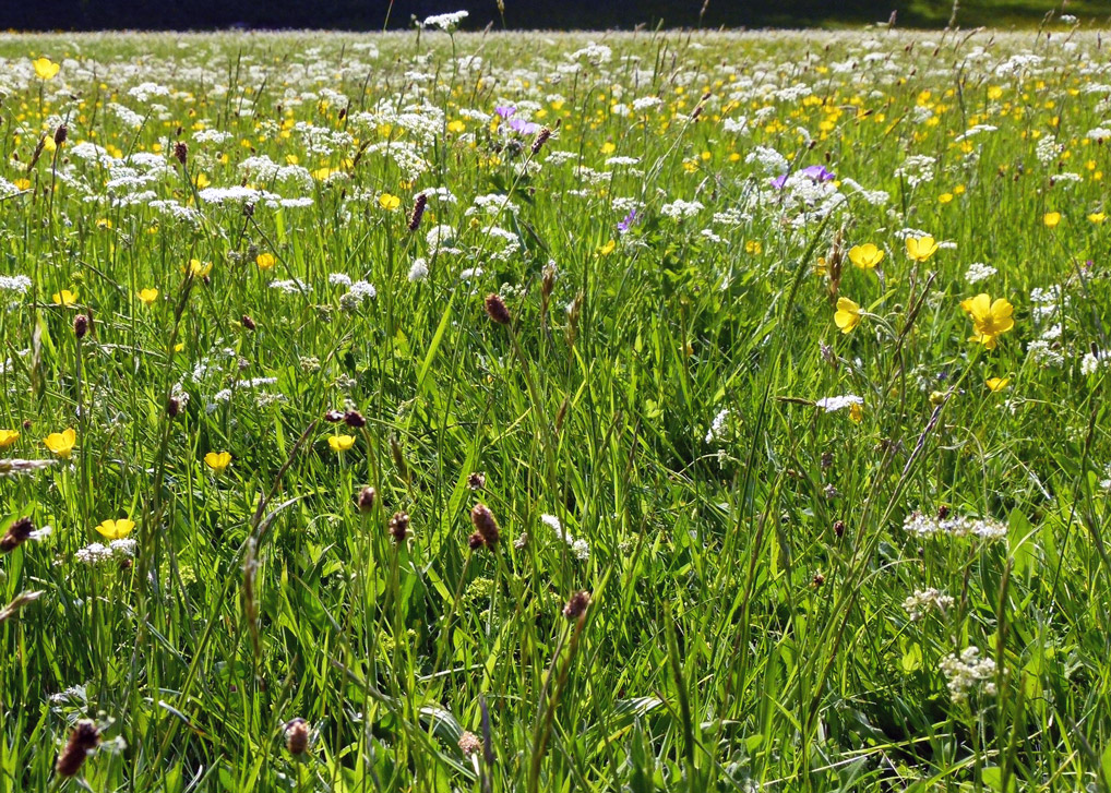 Meadows in Yorkshire