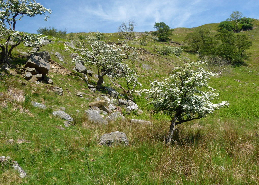 Hawthorn in Swaledale