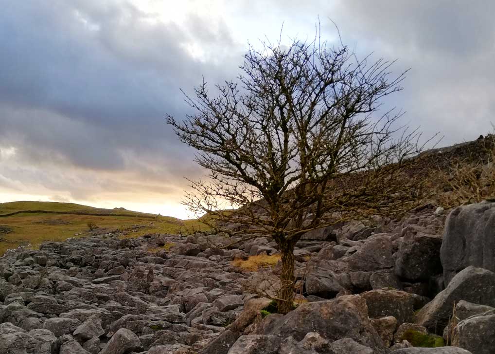 Yorkshire Dales, lone tree