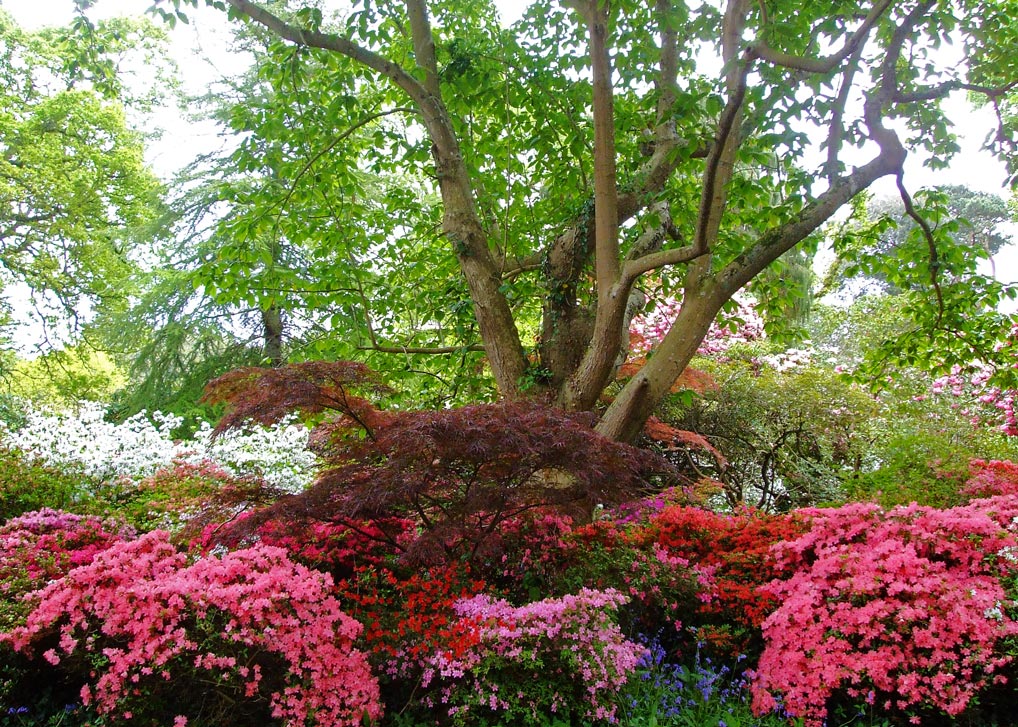 In late Spring/early Summer, Exbury is a riot of rhododendrons and azaleas Exbury Gardens in late Spring