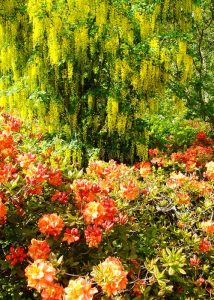Laburnum and azalea at Exbury Gardens