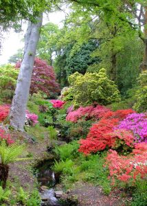 Exbury is a riot of rhododendrons and azaleas