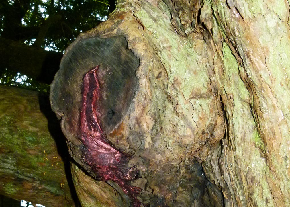 The bleeding yew of Nevern